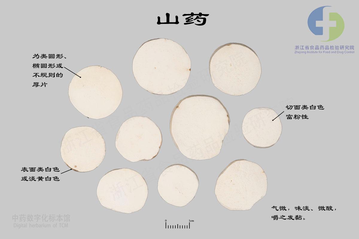 山药 标本影像
